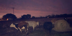 Meet your Posher, Cameron